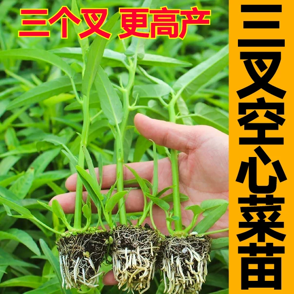 三叉更高产三叉空心菜苗秧带土球柳叶空心菜种子四季盆栽蔬菜苗籽