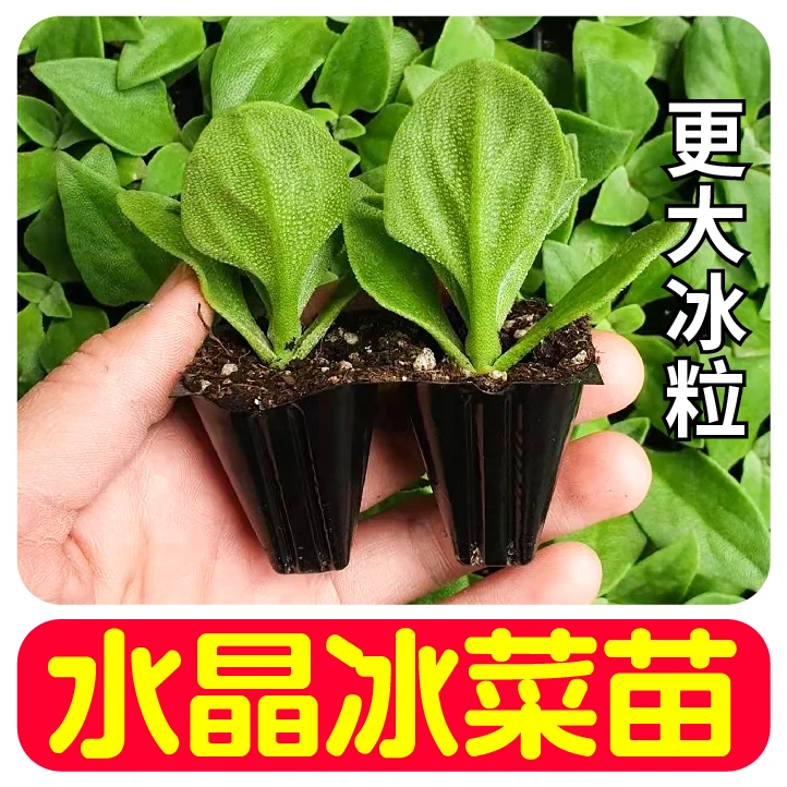 水晶冰菜苗秧带土球冰草种子更大冰粒阳台庭院盆栽有机菜春秋四季
