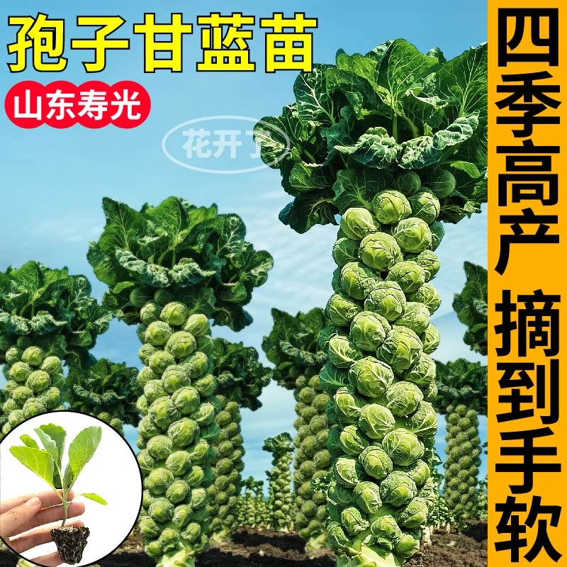 蔬菜之王孢子甘蓝苗秧带土营养丰富耐寒孢子甘蓝种子四季盆栽