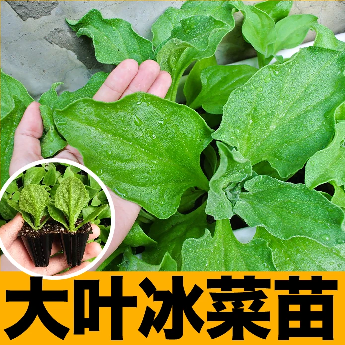 寿光水晶冰草苗秧带原土发货大叶冰菜种苗更大冰粒多茬采收盆栽