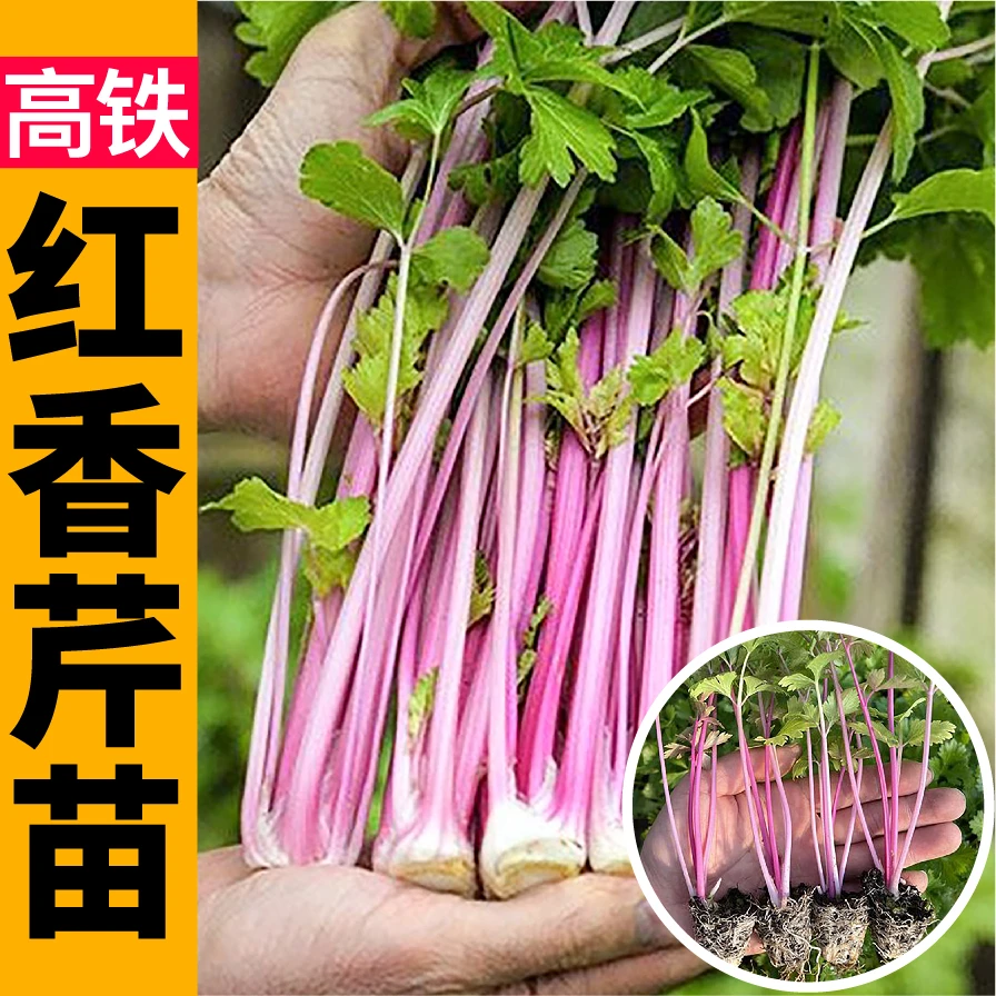 寿光红香芹菜苗秧四季种植阳台盆栽含铁量高玻璃西芹种籽红梗芹菜