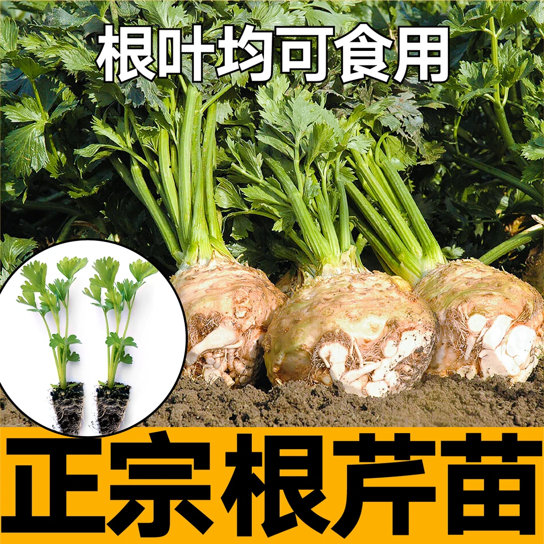 寿光正宗根芹秧苗带土地中海根芹西芹种苗春秋四季盆栽耐寒芹菜苗