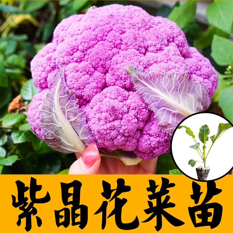 春秋四季紫色花椰菜苗秧紫晶一号花菜种子籽耐寒耐热阳台盆栽带土