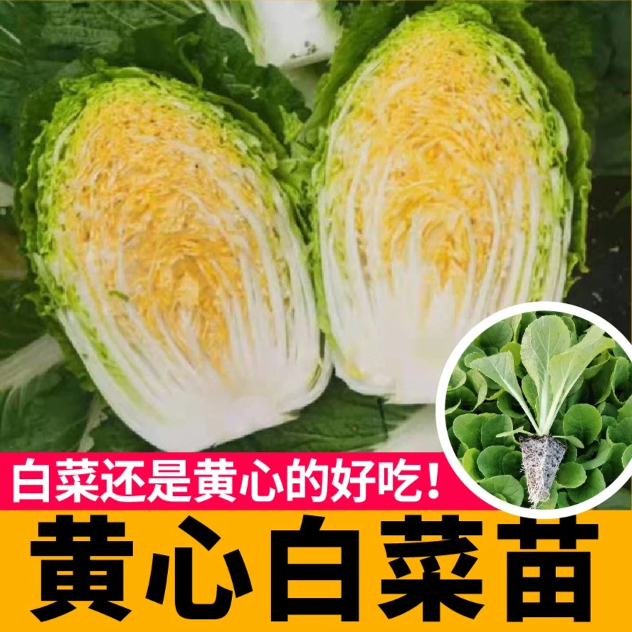 早熟黄心白菜秧苗种苗高产抗病阳台盆栽土四季耐寒黄绿红芯白菜