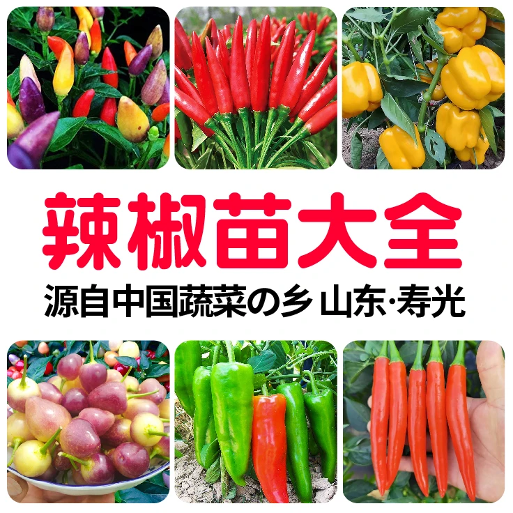 寿光各种辣椒苗秧带土种子大全四季春秋盆栽青红朝天椒线杭螺丝椒