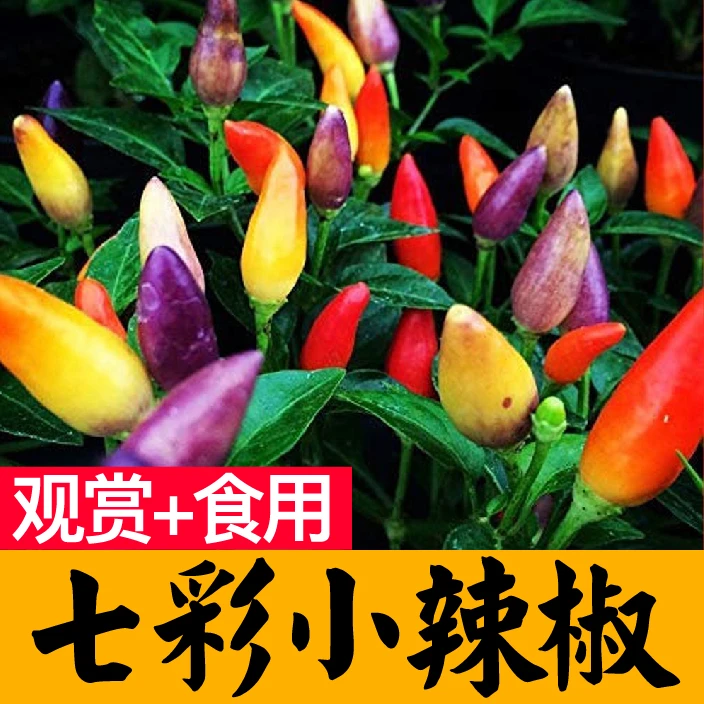 寿光七彩多彩小辣椒秧苗尖椒朝天椒种子观赏食用四季阳庭院台盆栽