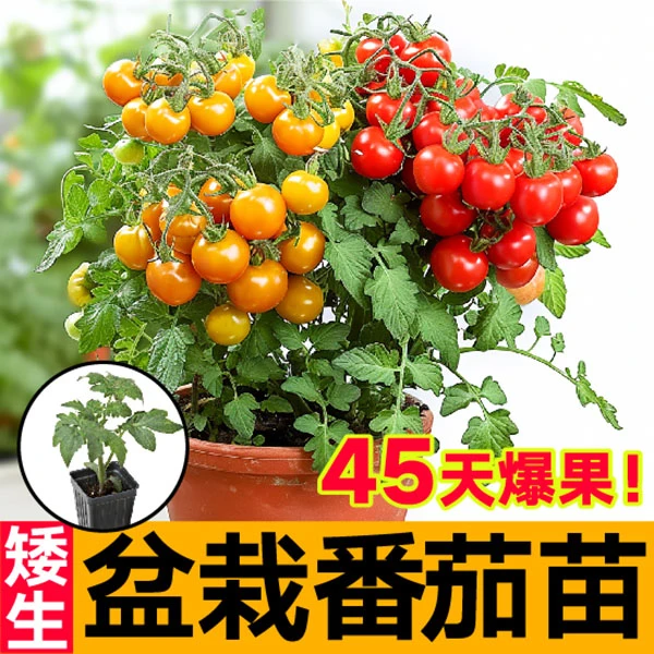 寿光超甜矮生红黄黑樱桃番茄圣女果秧苗带土小西红柿种苗四季盆栽