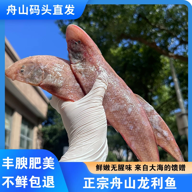 正宗舟山海捕鱼新鲜龙利鱼