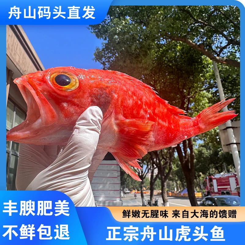 舟山海钓石九公虎头鱼新鲜