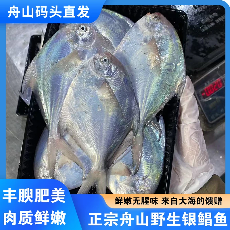 中鲳！舟山鲳鱼新鲜海捕小白鲳鱼银鲳鱼鳊鱼平鱼深海鱼