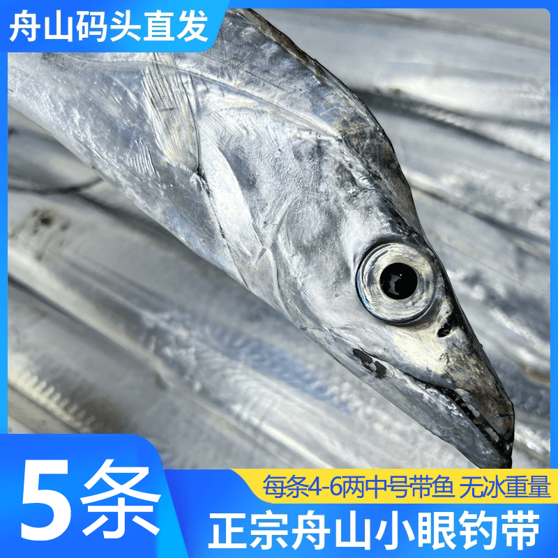 舟山4-6两 6条送3条 舟山雷达网带鱼新鲜海鲜网捕整条小眼睛带鱼