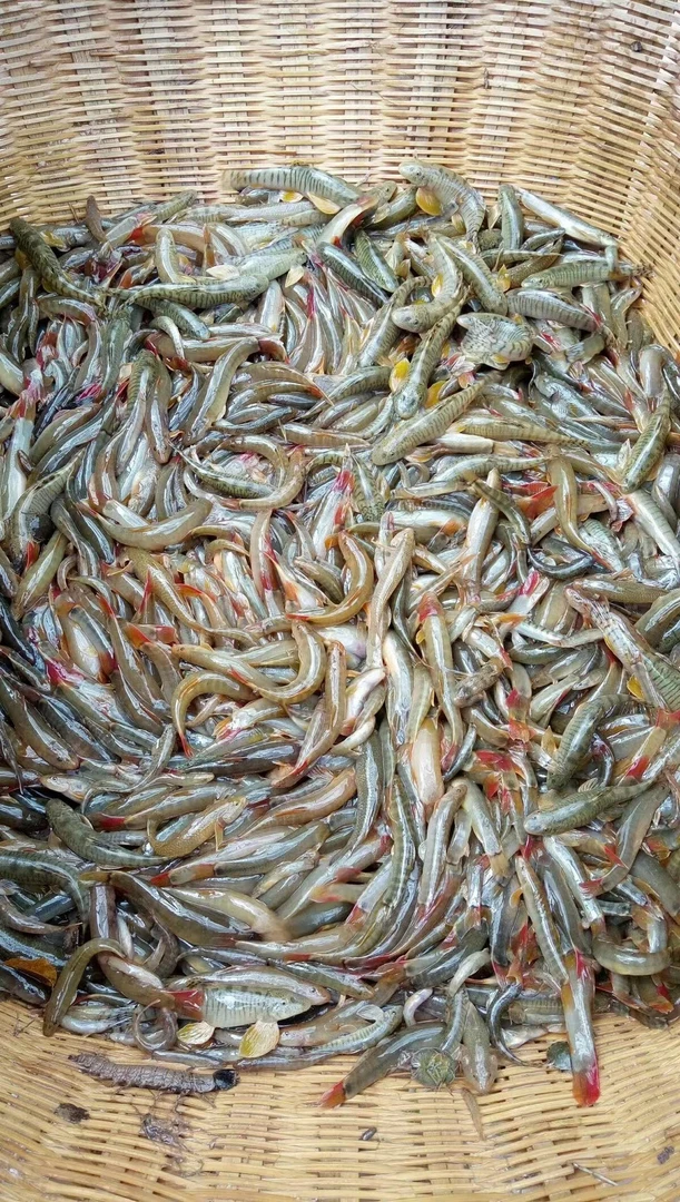 云南小河红尾巴鱼1000克一袋