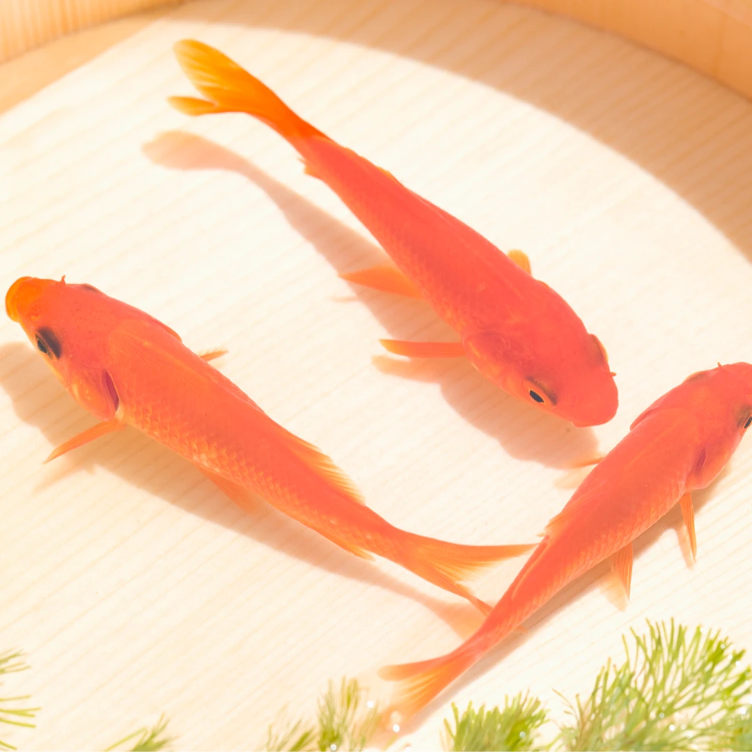 宠物/宠物食品及用品 > 宠物活体 > 水族活体 > 鱼金鱼