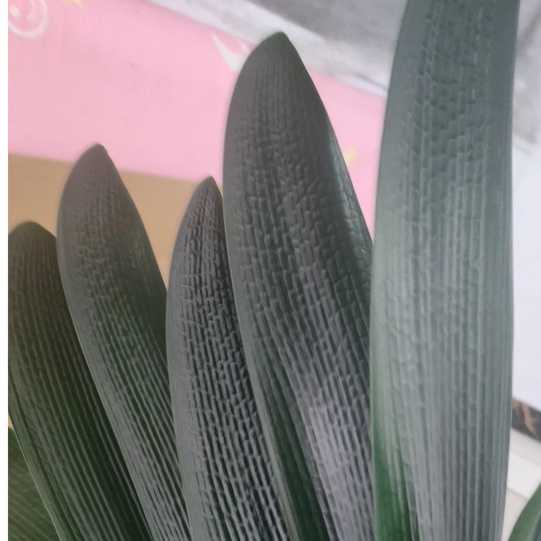 立油一号520裸根发货君子兰