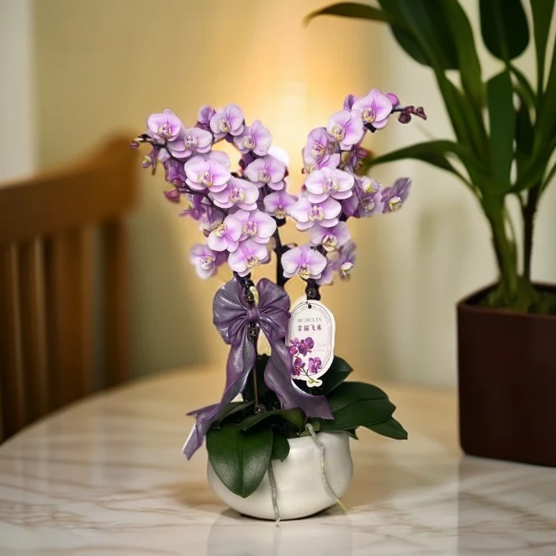 蝴蝶兰【小梅花】单苗双花剑 自然成色 花卉绿植 广州基地直发