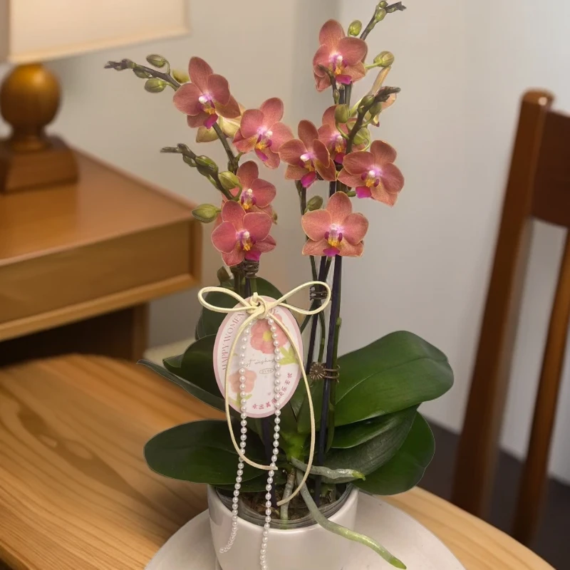 蝴蝶兰【香妃】一颗起拍 2颗带盆 包邮 室内好养 广州基地直发