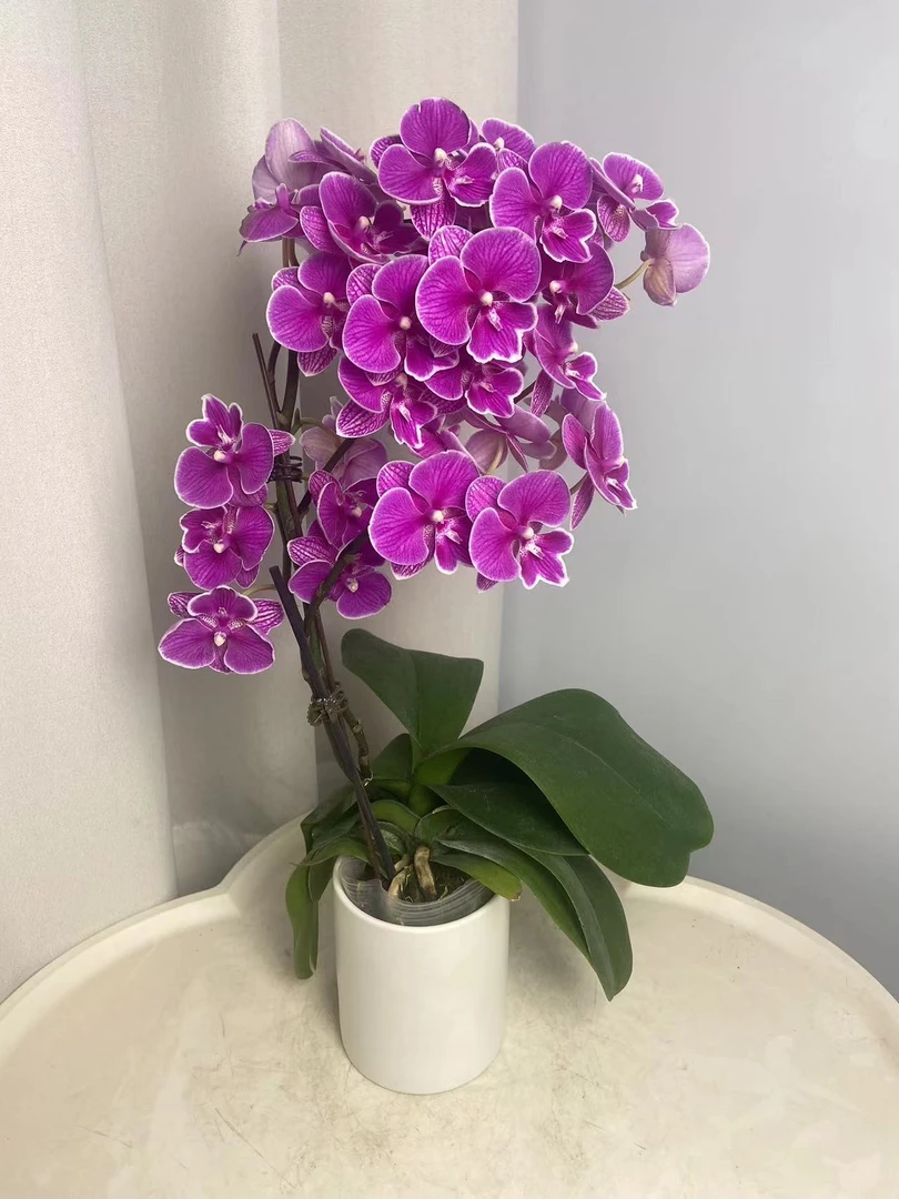 蝴蝶兰【红豆】单花剑 大舌头 带花发货 广州直发