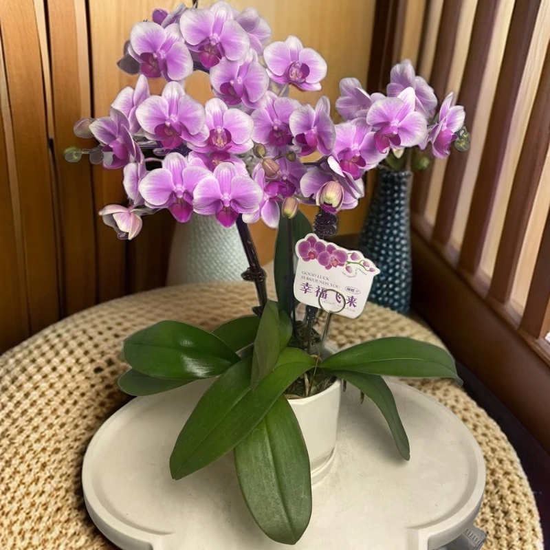 蝴蝶兰【粉公主】双花剑  花色鲜艳  广州基地直发