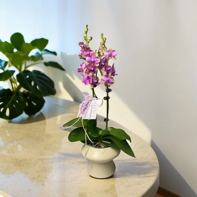 蝴蝶兰【梦幻水晶】双花剑 室内好养 广州基地直发