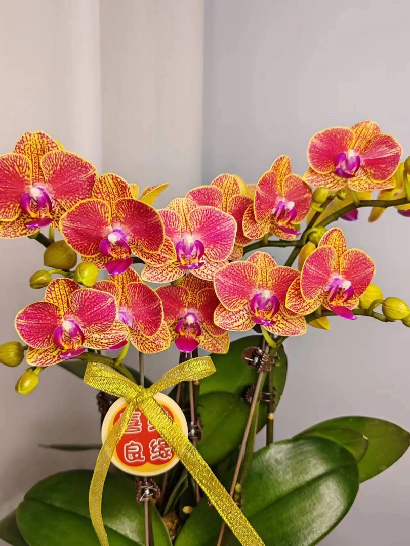 蝴蝶兰【金元宝】 双花剑 年宵花 室内花花 广州基地直发