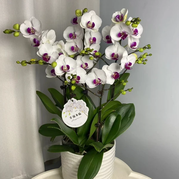 蝴蝶兰【雪域】单苗单花剑 包邮 室内好养 广州基地直发