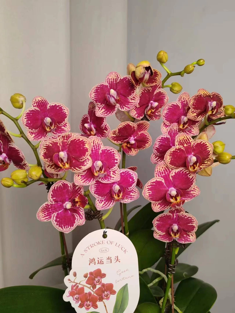 蝴蝶兰【可乐】双花剑 稀有品种 广州基地直发