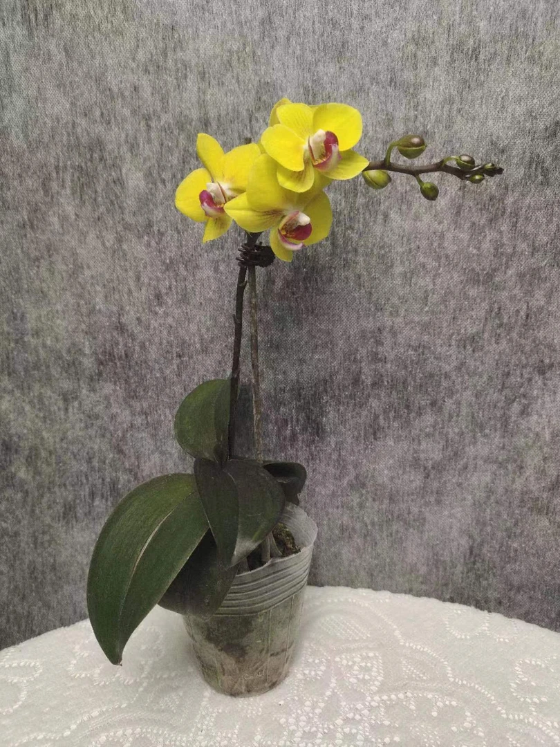 蝴蝶兰《小黄莺》一苗一花剑 带花带花苞广州源头基地发货 新手好养