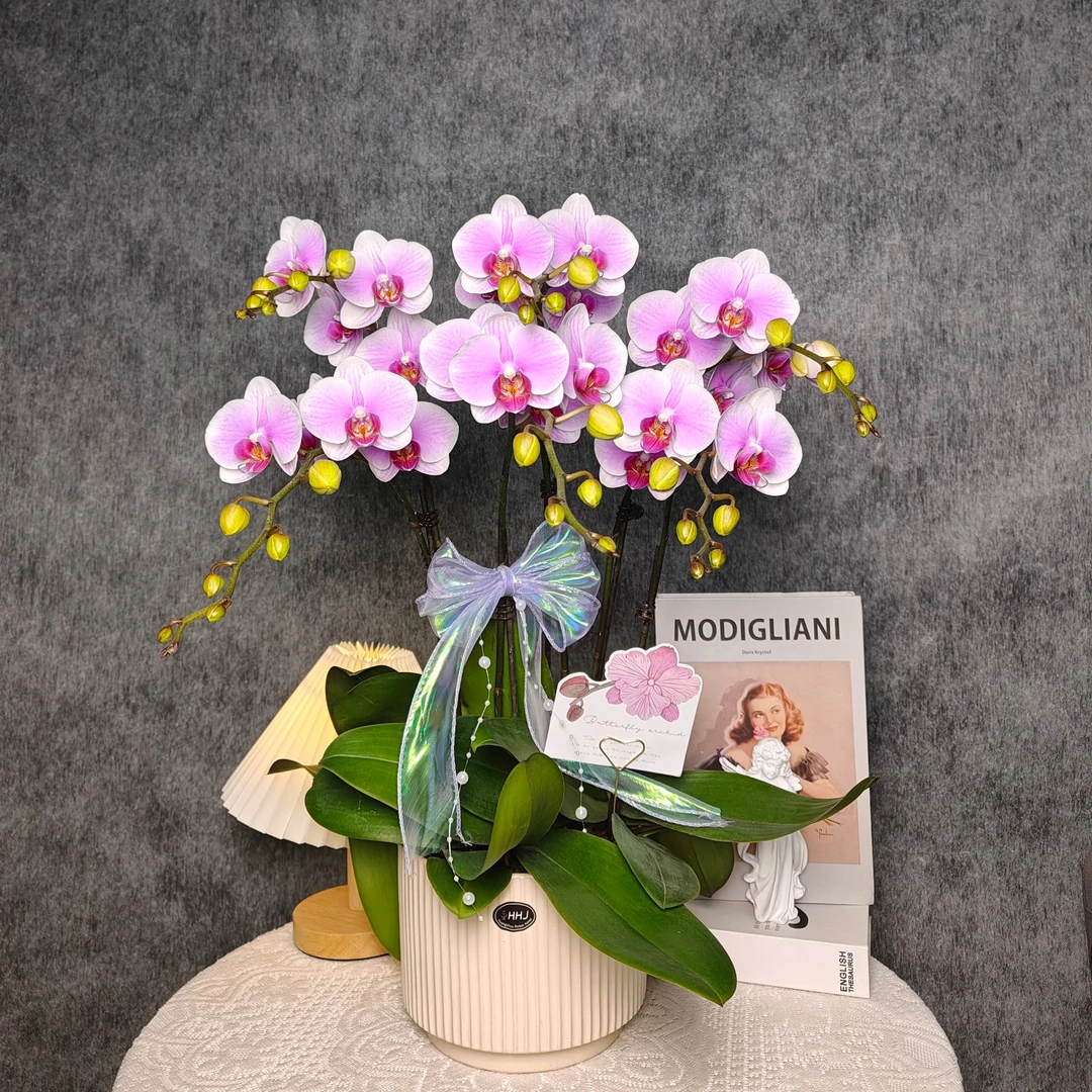 【粉钻】六苗六花剑 年宵花 新手好养 广州源头基地直发