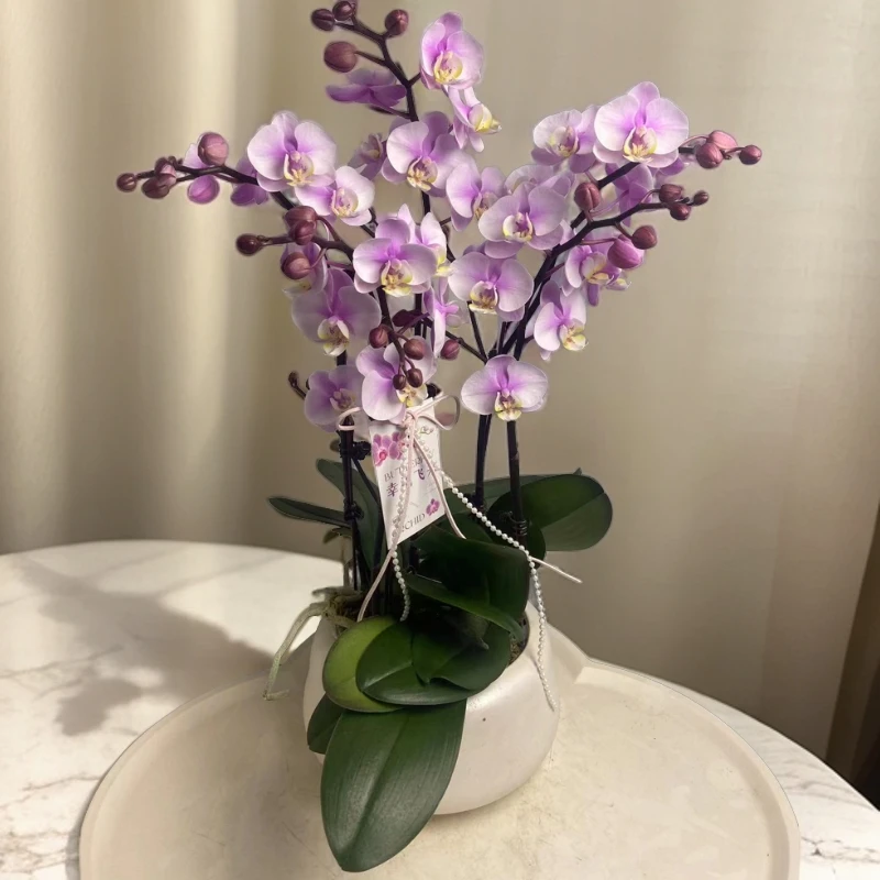 蝴蝶兰【小梅花】单苗单花剑 带花带花苞侧枝 广州基地直发