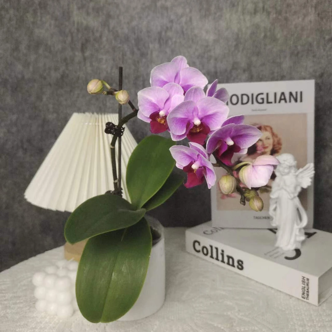 蝴蝶兰《宝贝》一苗一花剑 带花带花苞发货 懒人花花 新手好养