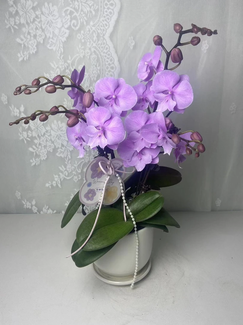 蝴蝶兰【禹城王子】双花剑 欧品室内花 好养懒人 广州基地直发