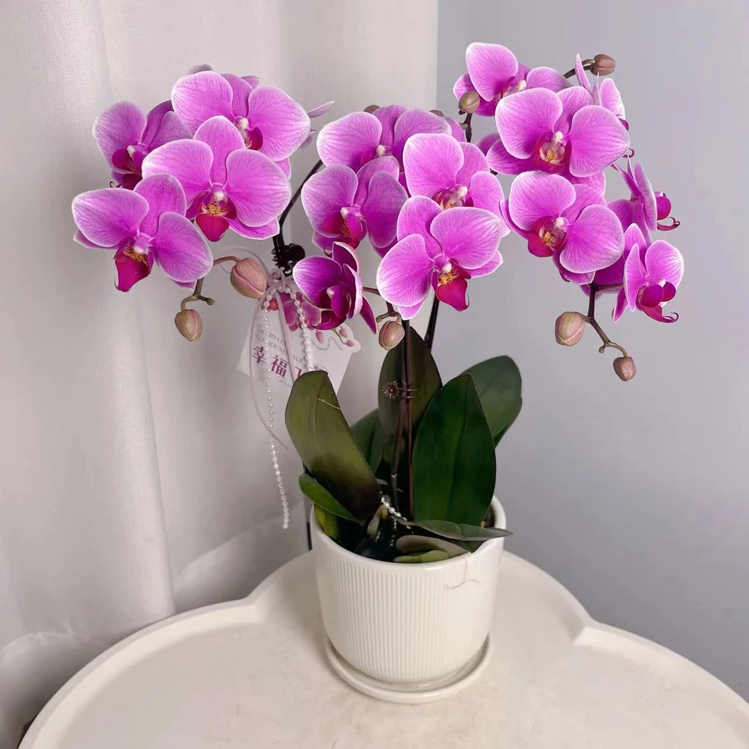 蝴蝶兰【红霞飞】双花剑 包邮 好养懒人花花 广州基地直发