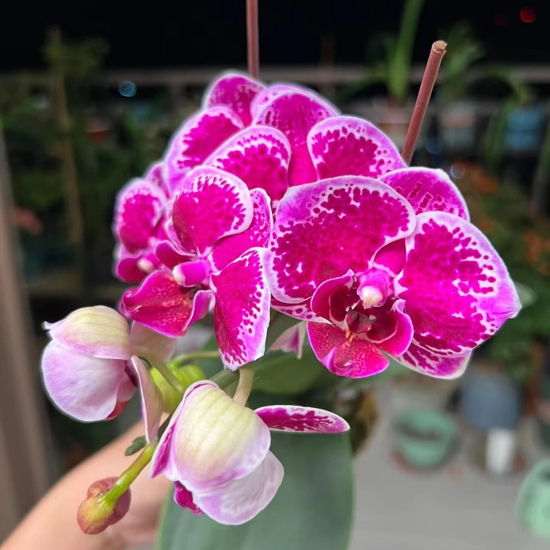 蝴蝶兰【红蝴蝶】斑纹双花剑 室内花花 广州基地直发