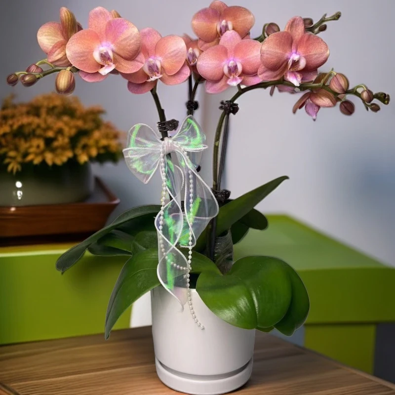 蝴蝶兰【鲑鱼】一苗一花剑    室内花花 广州基地直发
