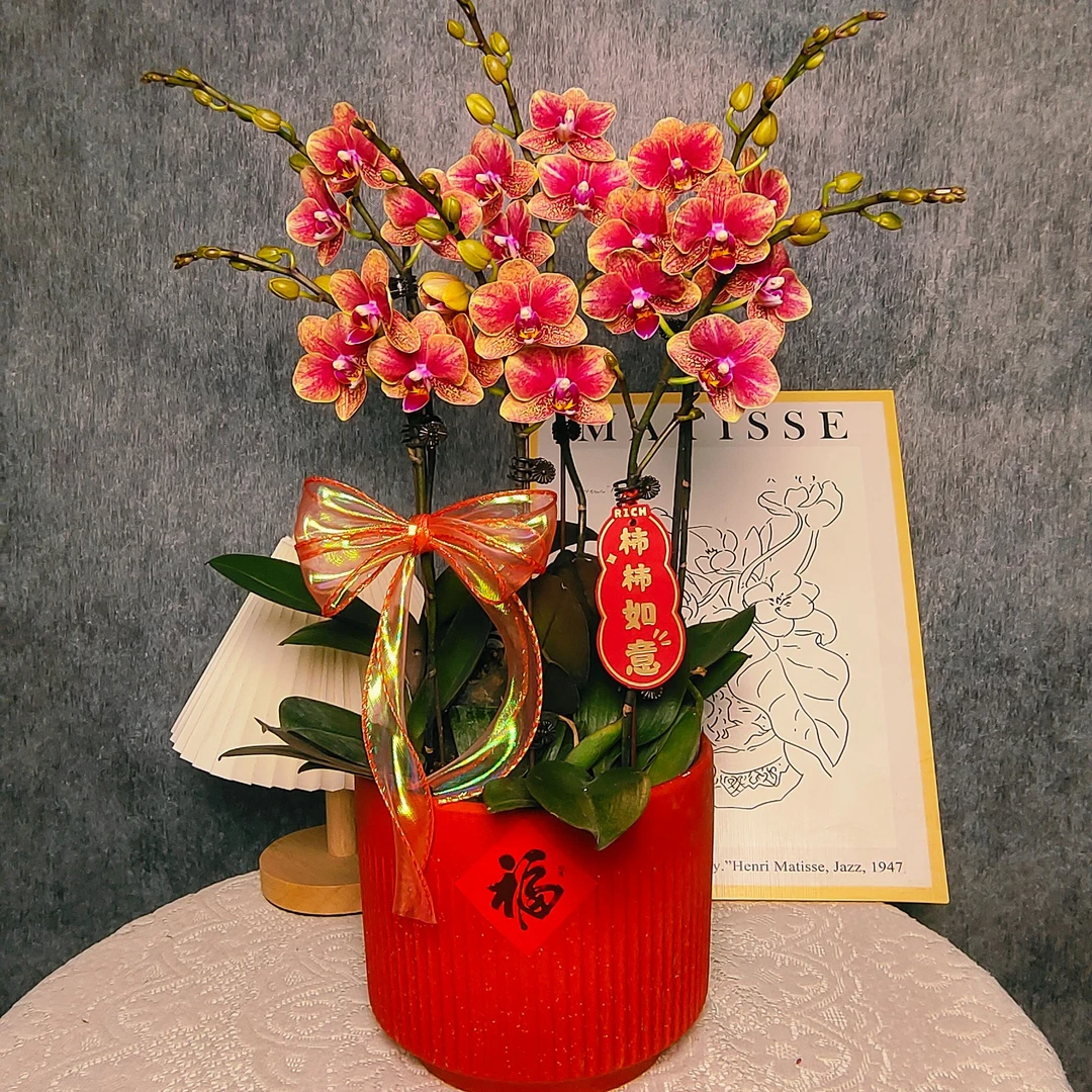 蝴蝶兰【金蝶】 高端礼花 室内花花 新手好养 带花带花苞广州直发