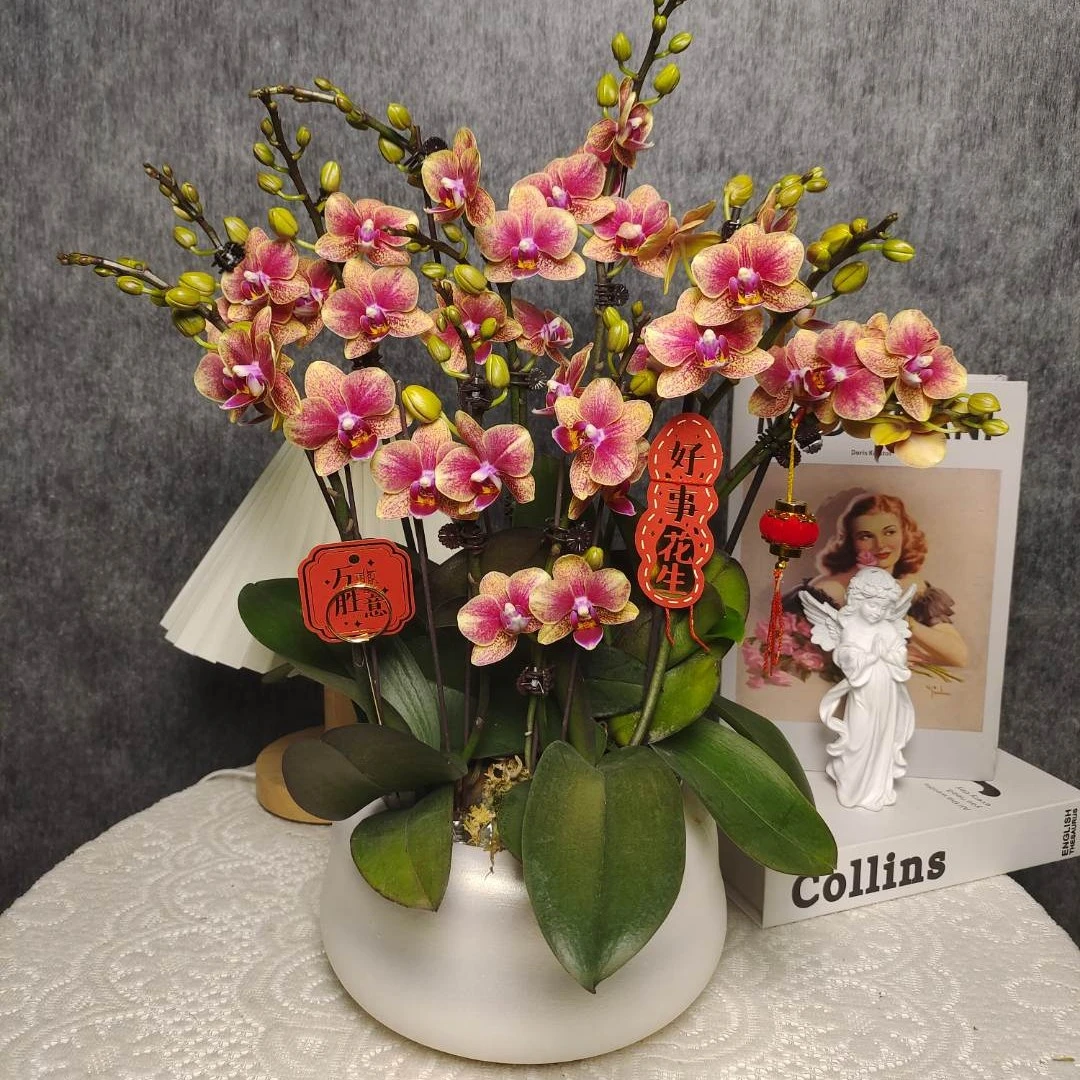 蝴蝶兰《金蝶》一苗两花剑 年宵花 新手好养 广州源头基地直发