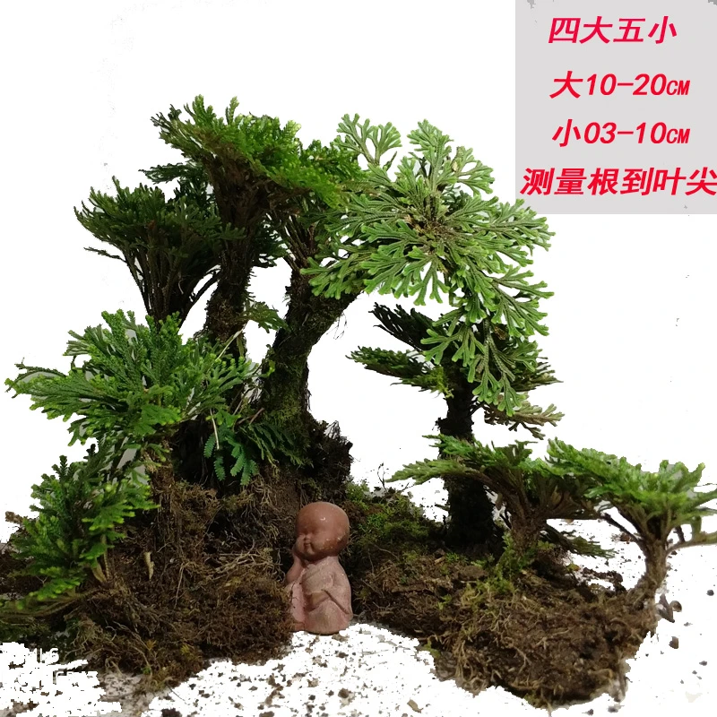 卷柏精选盆栽九死还魂草老桩假山吸水石蕨类植物见水还阳四季常绿