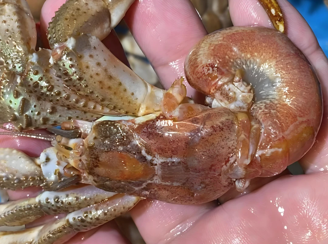 大号虾怪壳4-5个头/斤，3斤里面有沙虫介意勿拍