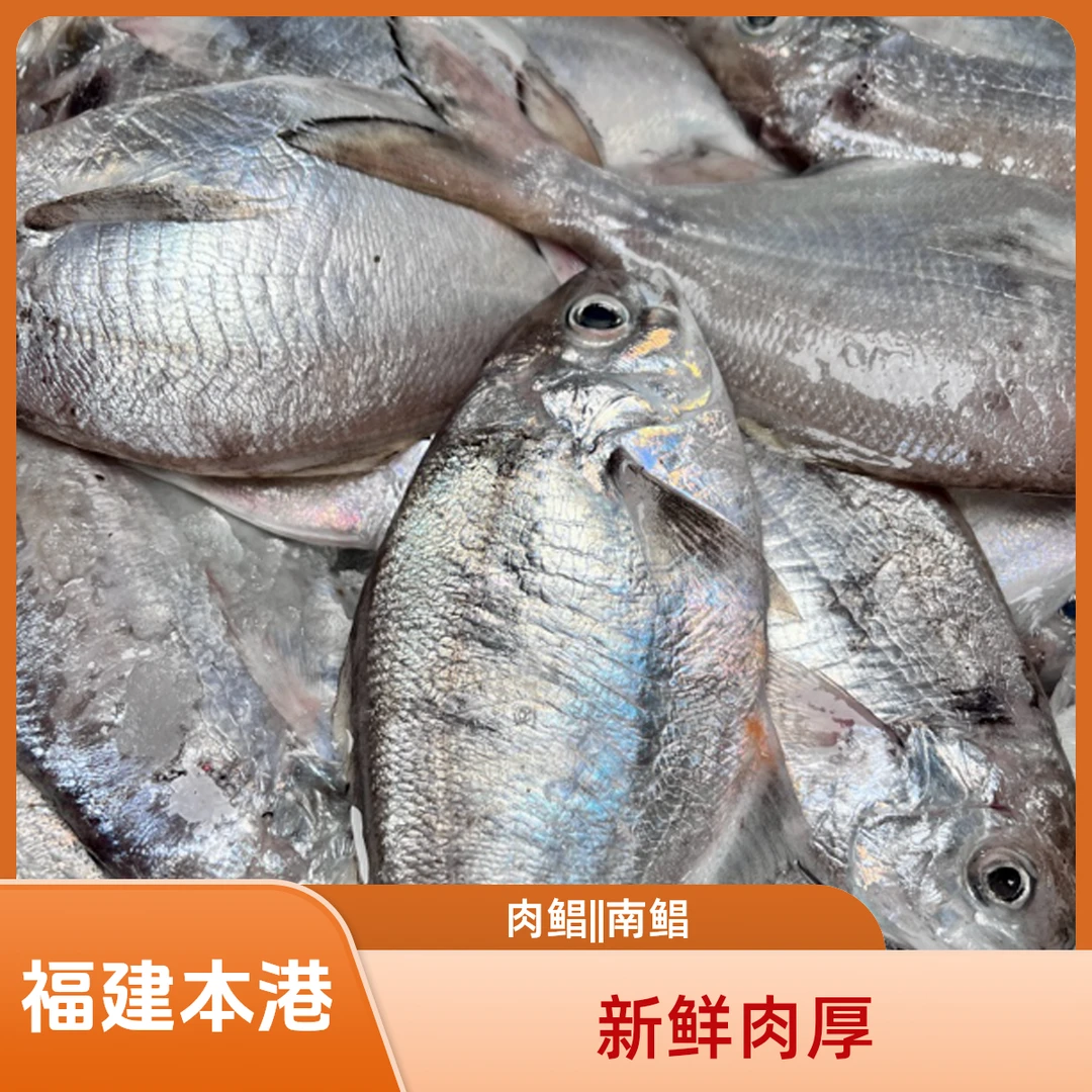 新鲜肉鲳海捕捕捞南鲳 福建本港鲳鱼