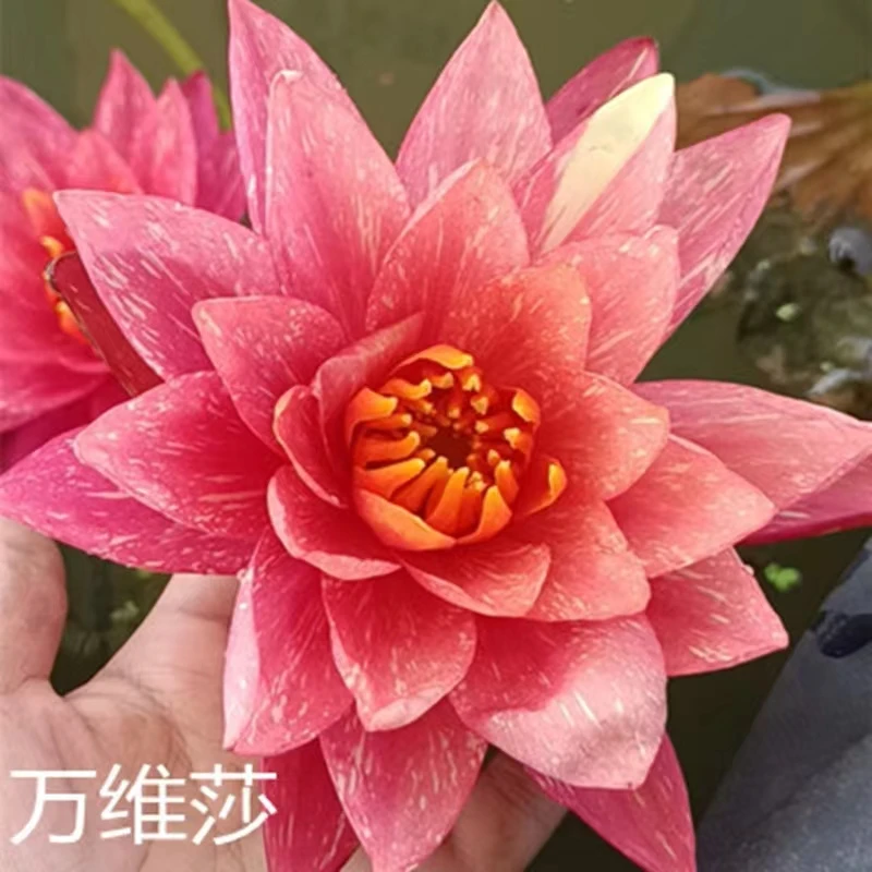 【品种睡莲不带花苞】夏季莲花水培庭院阳台楼顶种植四季栽培