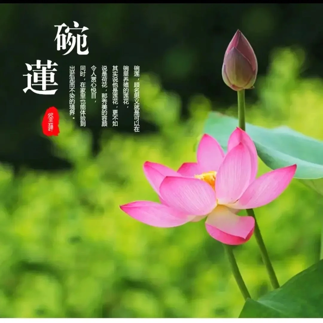 微型碗莲盆栽观赏荷花种子