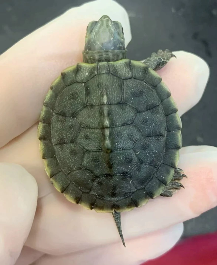 黑巴龟黑化巴西龟黑巴苗变异深水龟宠物龟白巴巴西龟黑珍珠龟招财