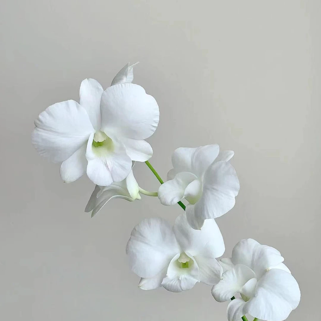 白钻石秋石斛盆栽花卉花期长易爆花带花苞发货室内阳台美观易养护