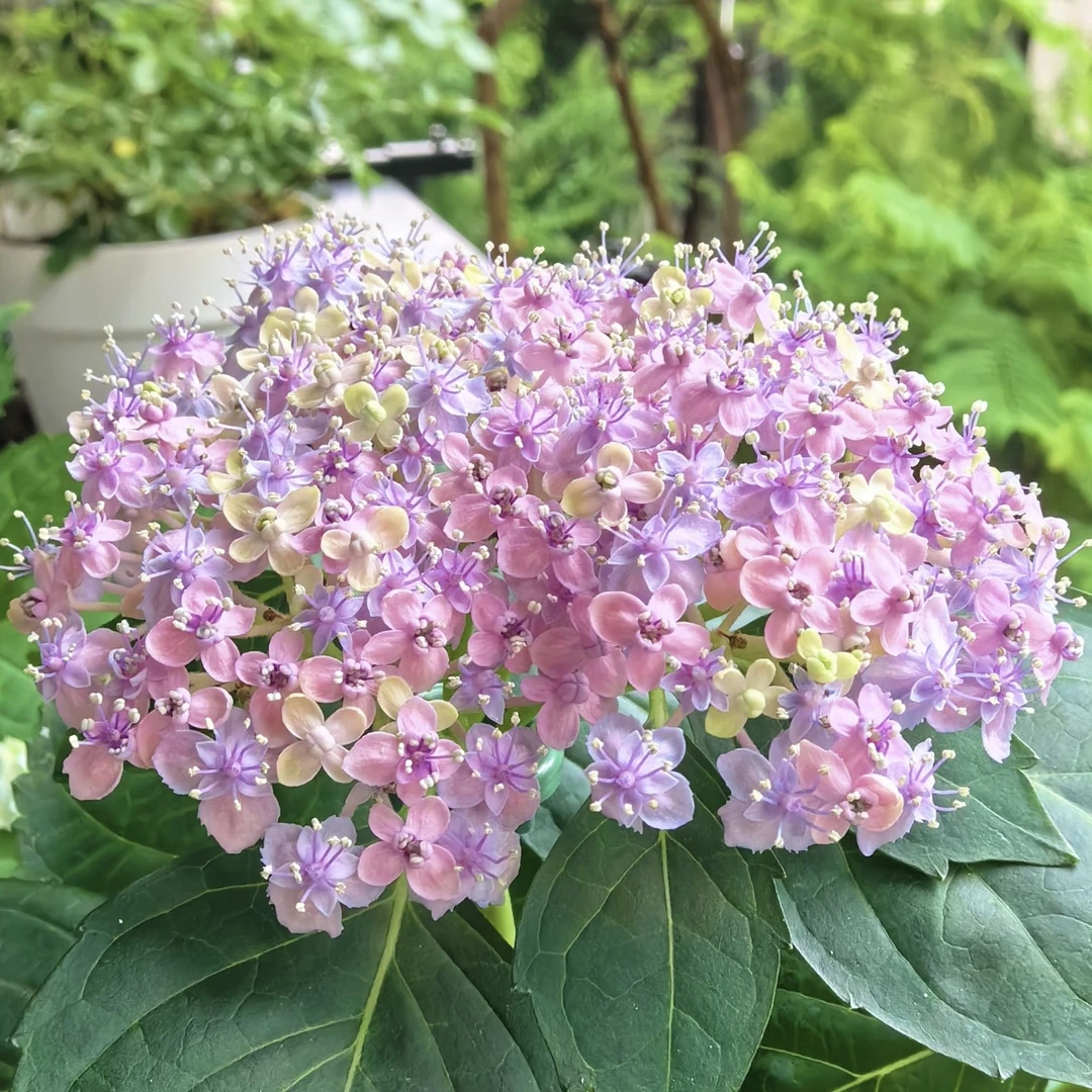 有松绣球花盆栽庭院阳台新手易养护喜水植物