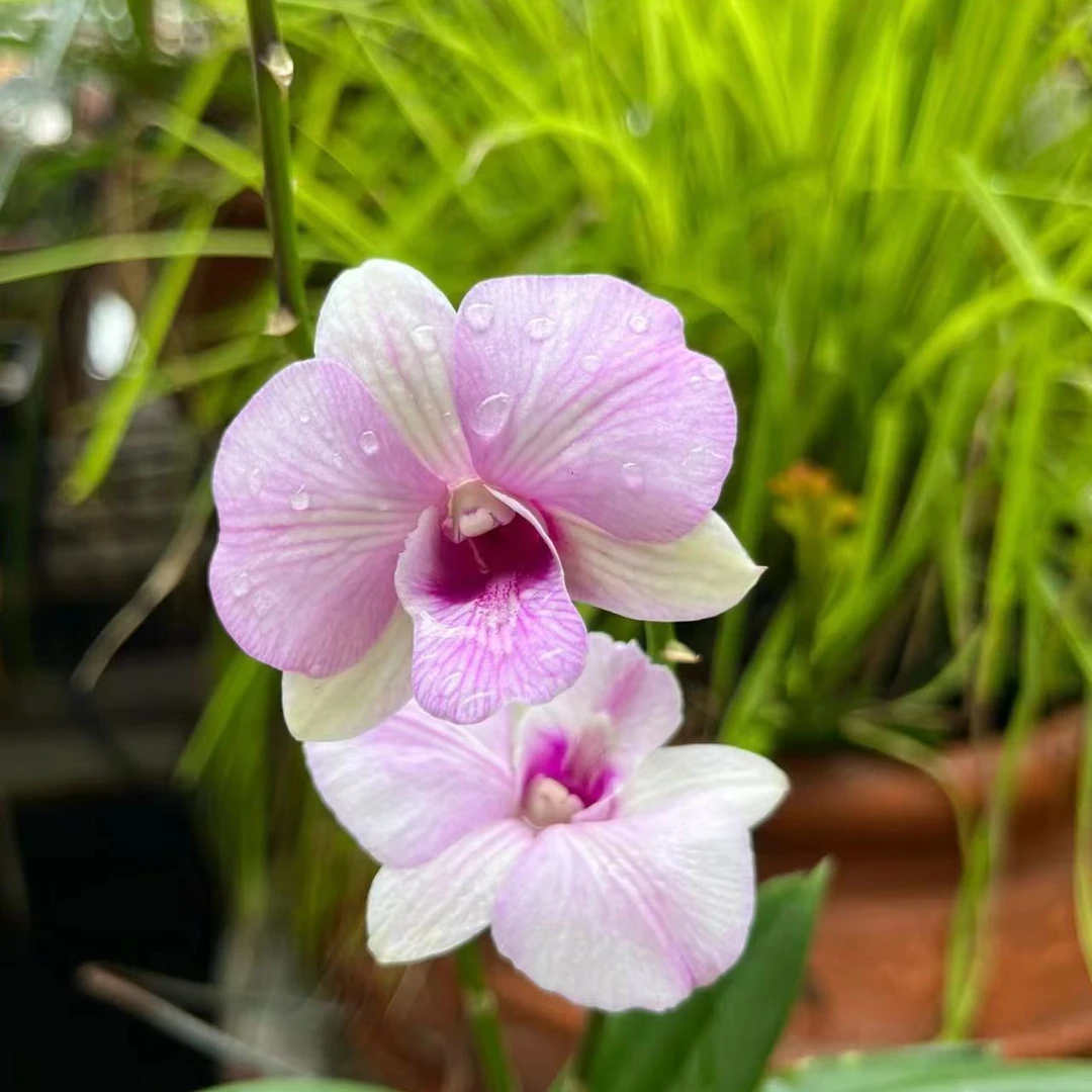 感恩2号石斛盆栽花卉花期长易爆花带花苞发货室内阳台美观易养护