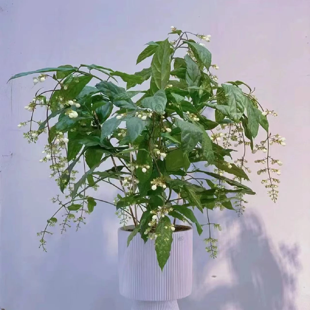 150盆垂丝茉莉盆栽生花丝状态发货庭院阳台耐阴新手易养护爆花强