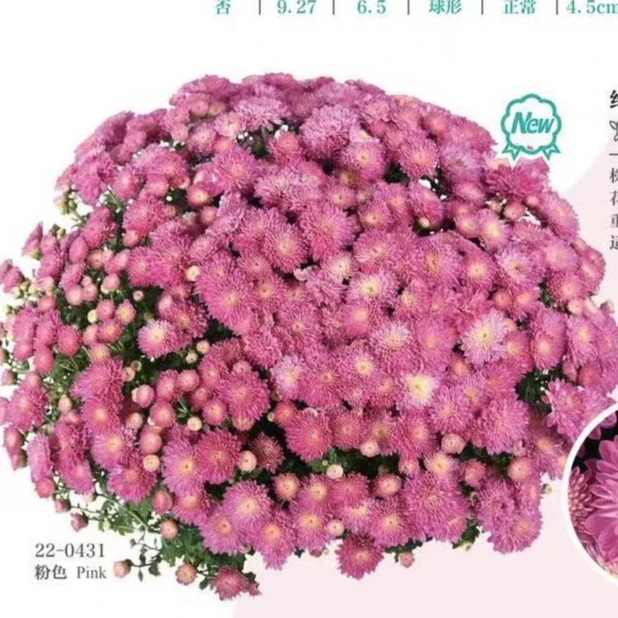 绚秋花彩球菊盆栽多年生庭院阳台新手易养护爆花强