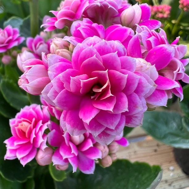 【紫风铃】长寿花 高端稀有品彩妙系列