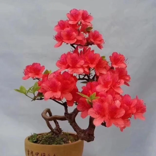 赤楠盆景室内室外阳台庭院盆栽