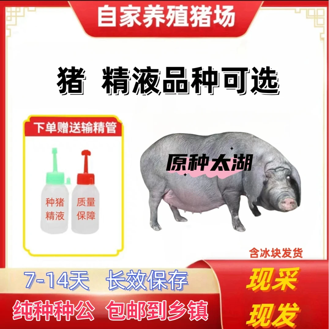 原种高产太湖种公猪种母猪精液瓶一件包邮包对版生态养殖输精管